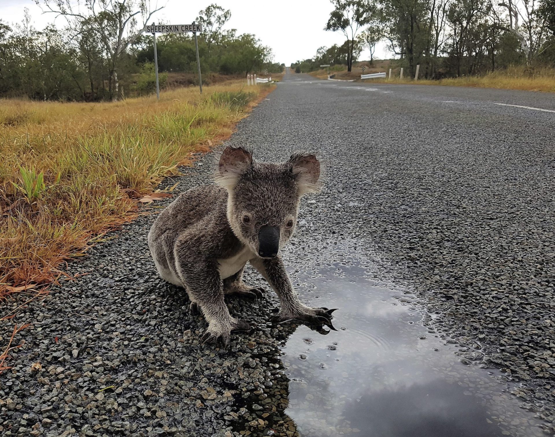 El koala puede desaparecer de algunos parajes del este de Australia.
