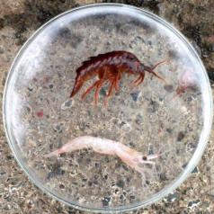Krill a través de la mira de un microscopio.
