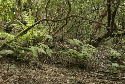 vista parcial de un bosque de laurisilva en La Gomera.