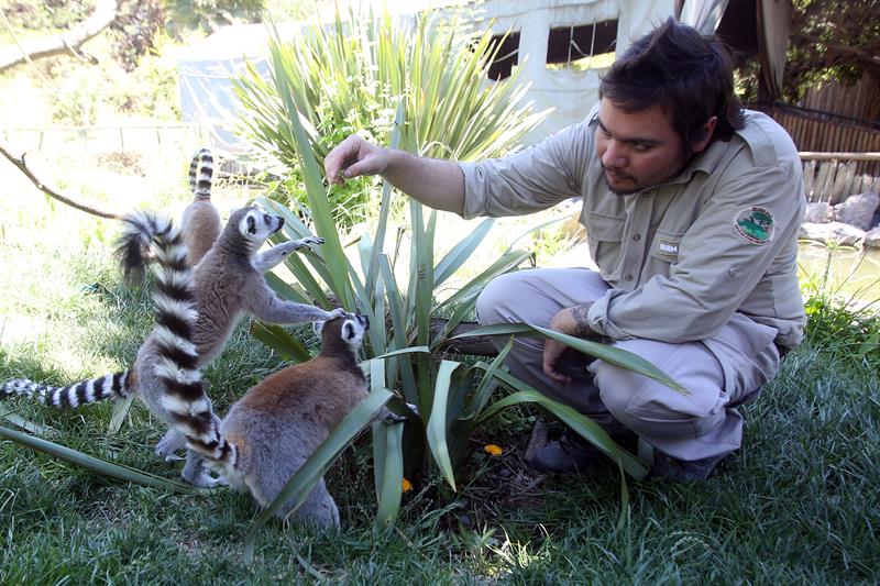 Un grupo de lemures cola anillada come helado para refrescarse en el zoológico Buin. 