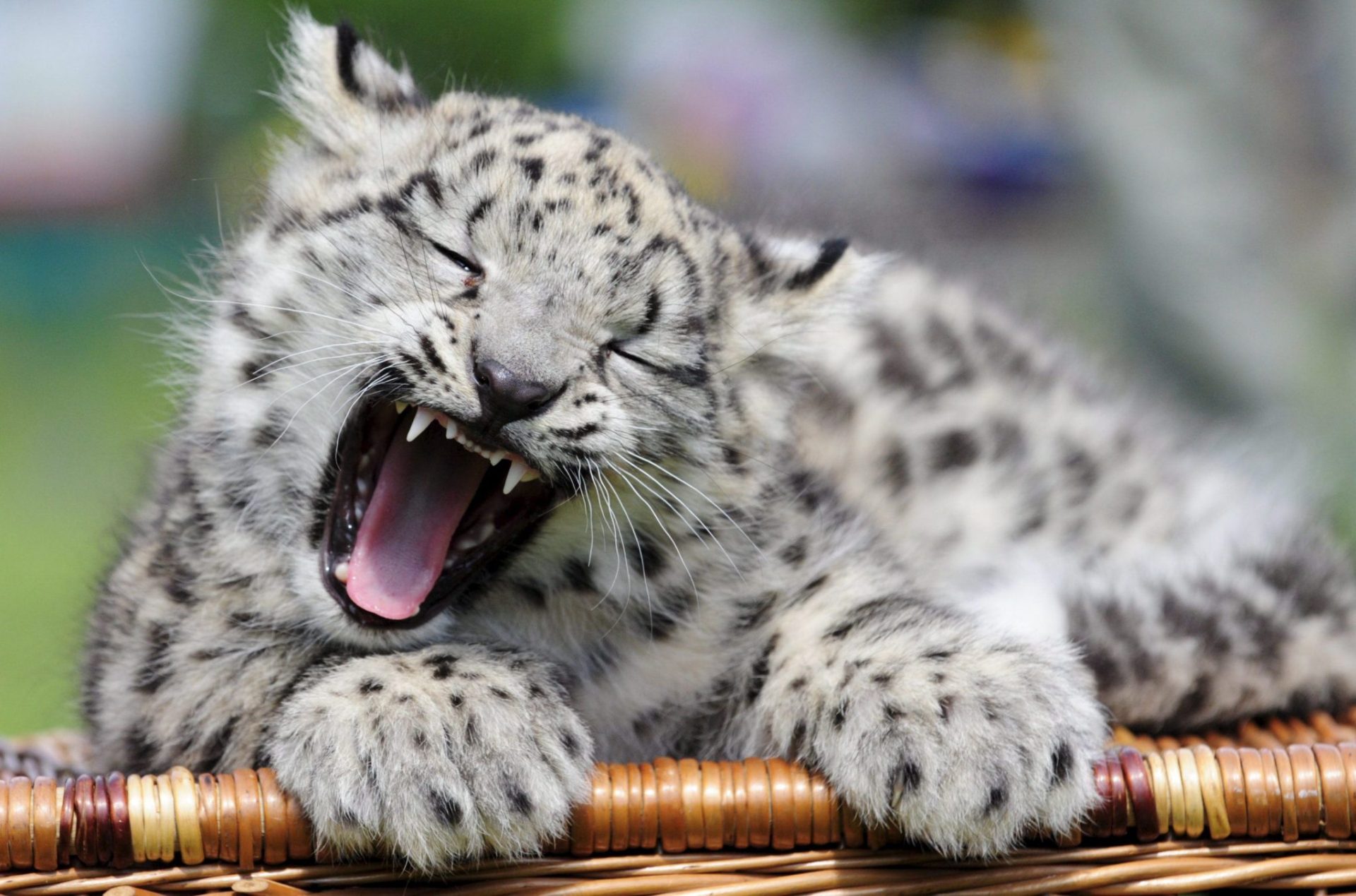 WWF pide a países aumentar esfuerzos para salvar al leopardo de las nieves