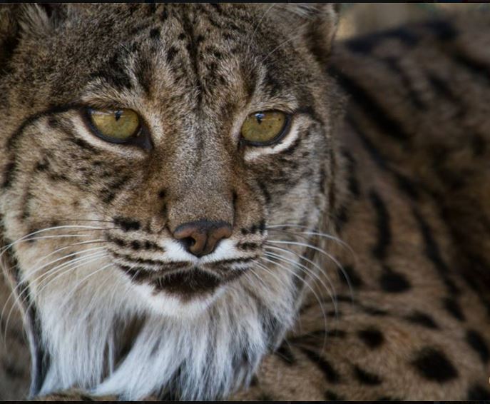 Lince adulto del programa de reproducción en cautividad Lynx es situ.