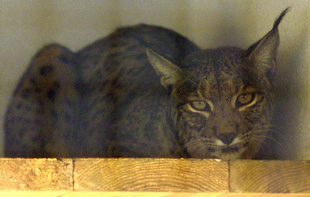 lince