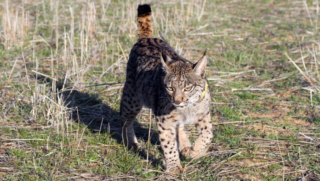 lince