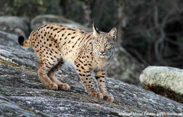 Recuperado uno de los dos linces perdidos tras desalojo centro El Acebuche.