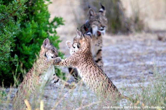 Una lince observa cómo juegan sus dos cachorros, en una foto de archivo. EFE/José Antonio Bañez/Life Iberlince