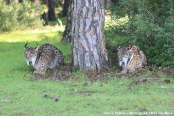 Esta primavera han nacido en libertad 7 cachorros de lince ibérico en el Valle del Matachel (Badajoz). EFE/David Palacios/ Life+Iberlince