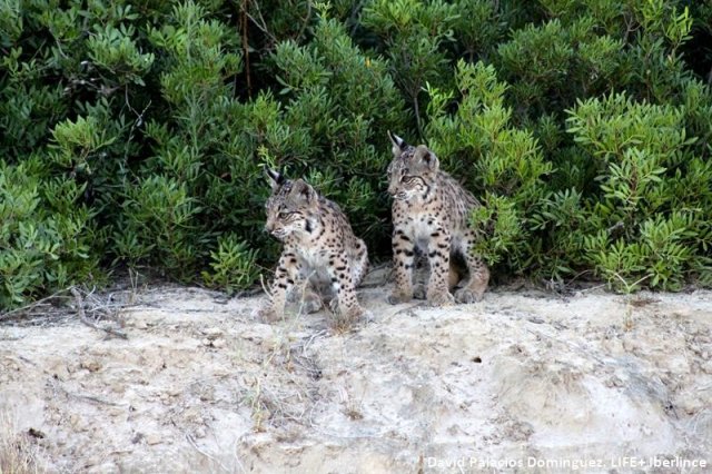 Dos de las linces que se liberarán este año en Jaén se llamarán Nieve y Nebraska.
