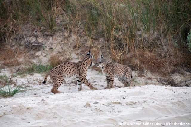 El incendio afecta a áreas de campeo de 3 hembras lince en Doñana