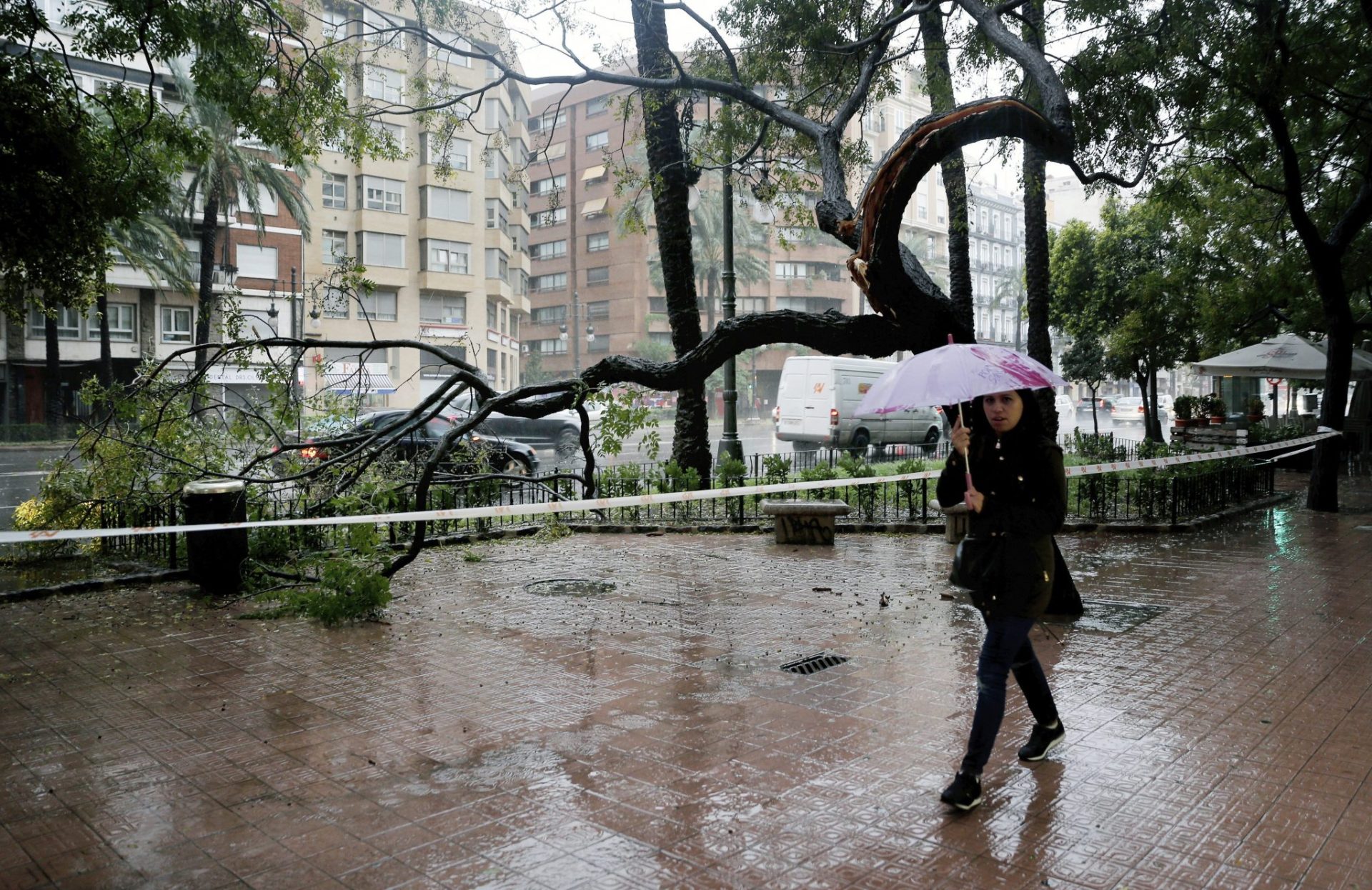 Un árbol derribado esta madrugada en Valencia.