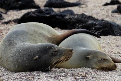 Dos ejemplares de lobo marino.