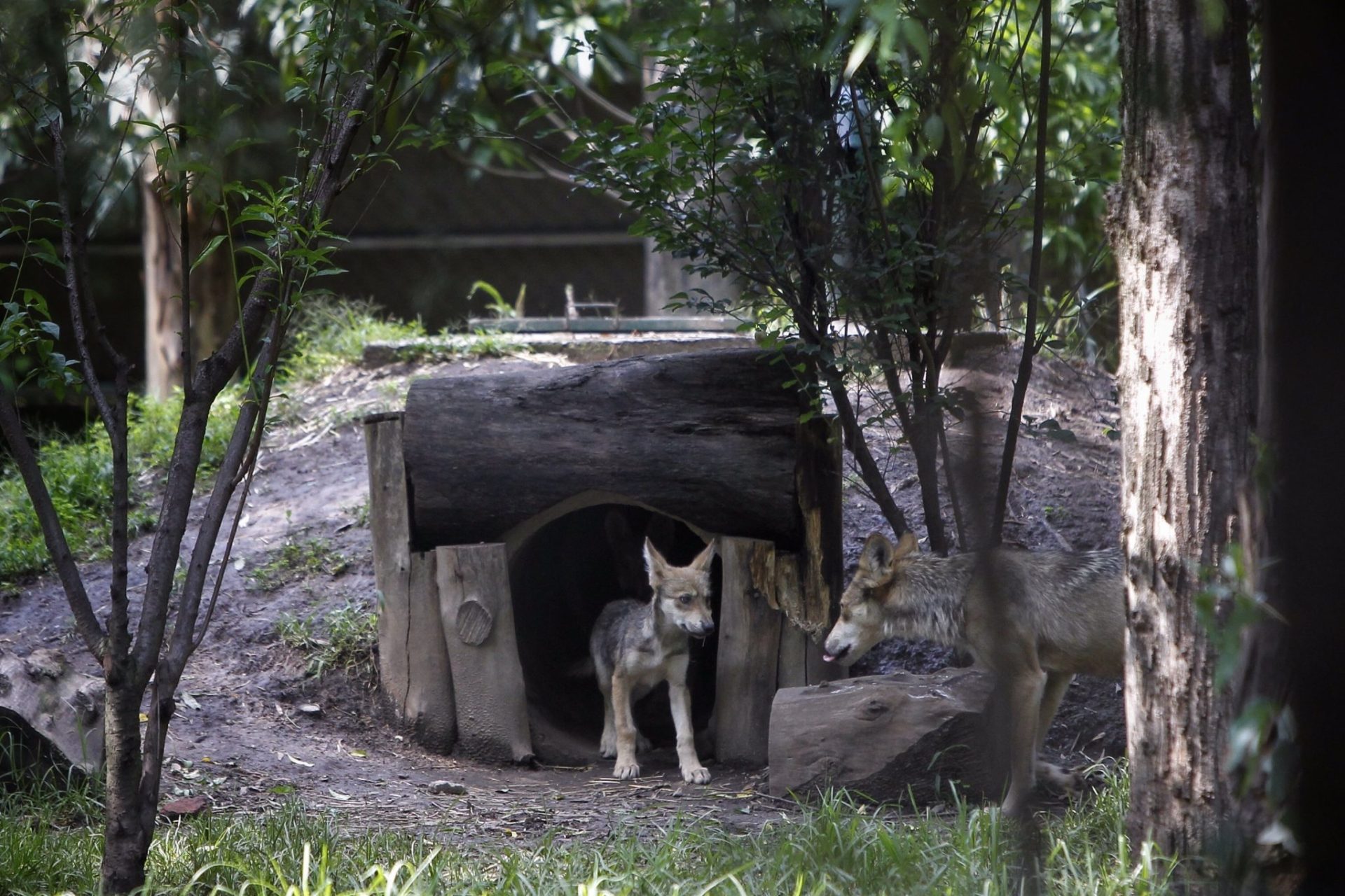 Una camada de 7 lobos mexicanos trasladados a vivir a un zoo de Ciudad de México.
