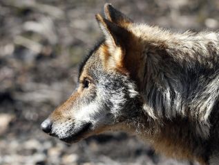 lobo -Centro del Lobo-Sierra de la Culebra-Zamora.