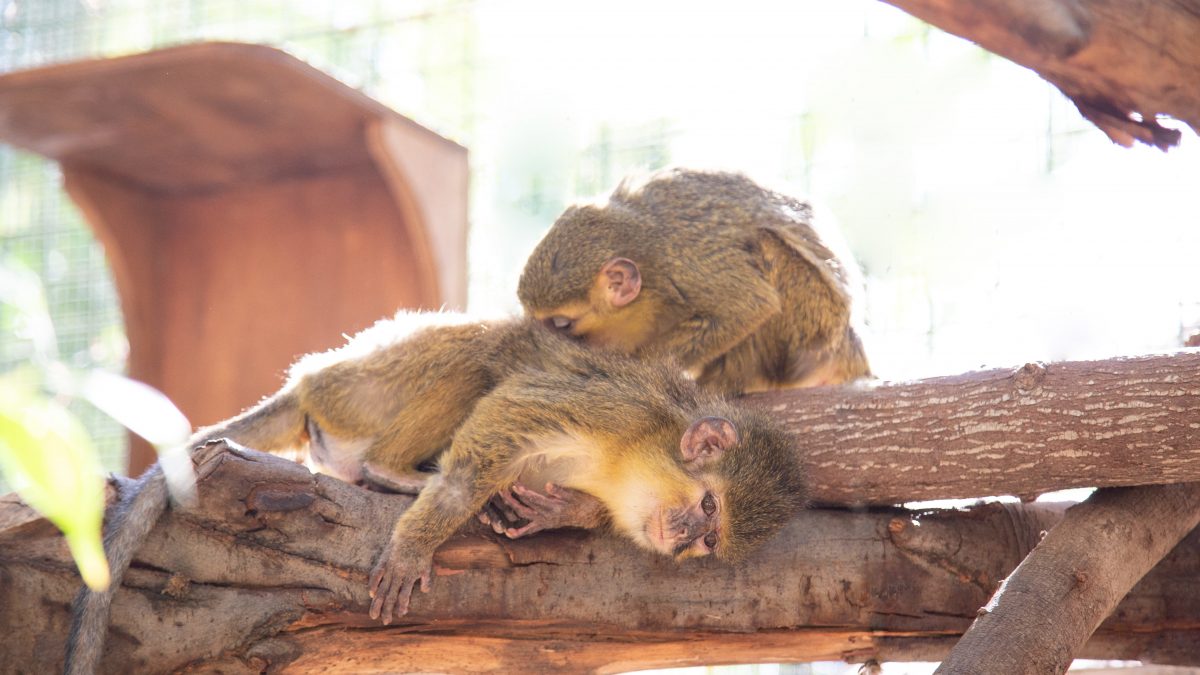 primates maltratados