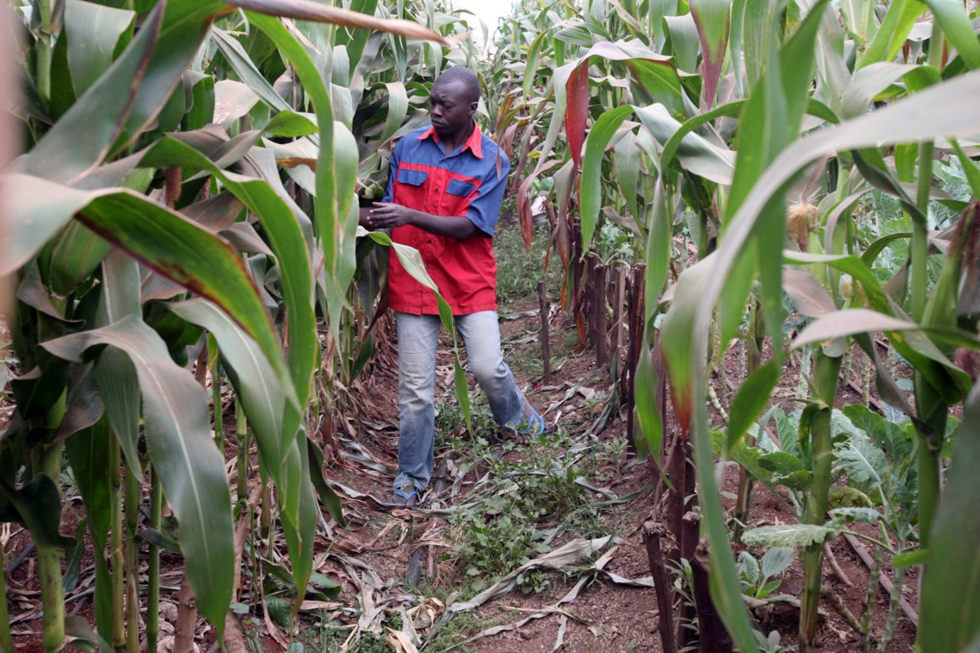 cultivo de maiz cerca de Nairobi (Kenia)