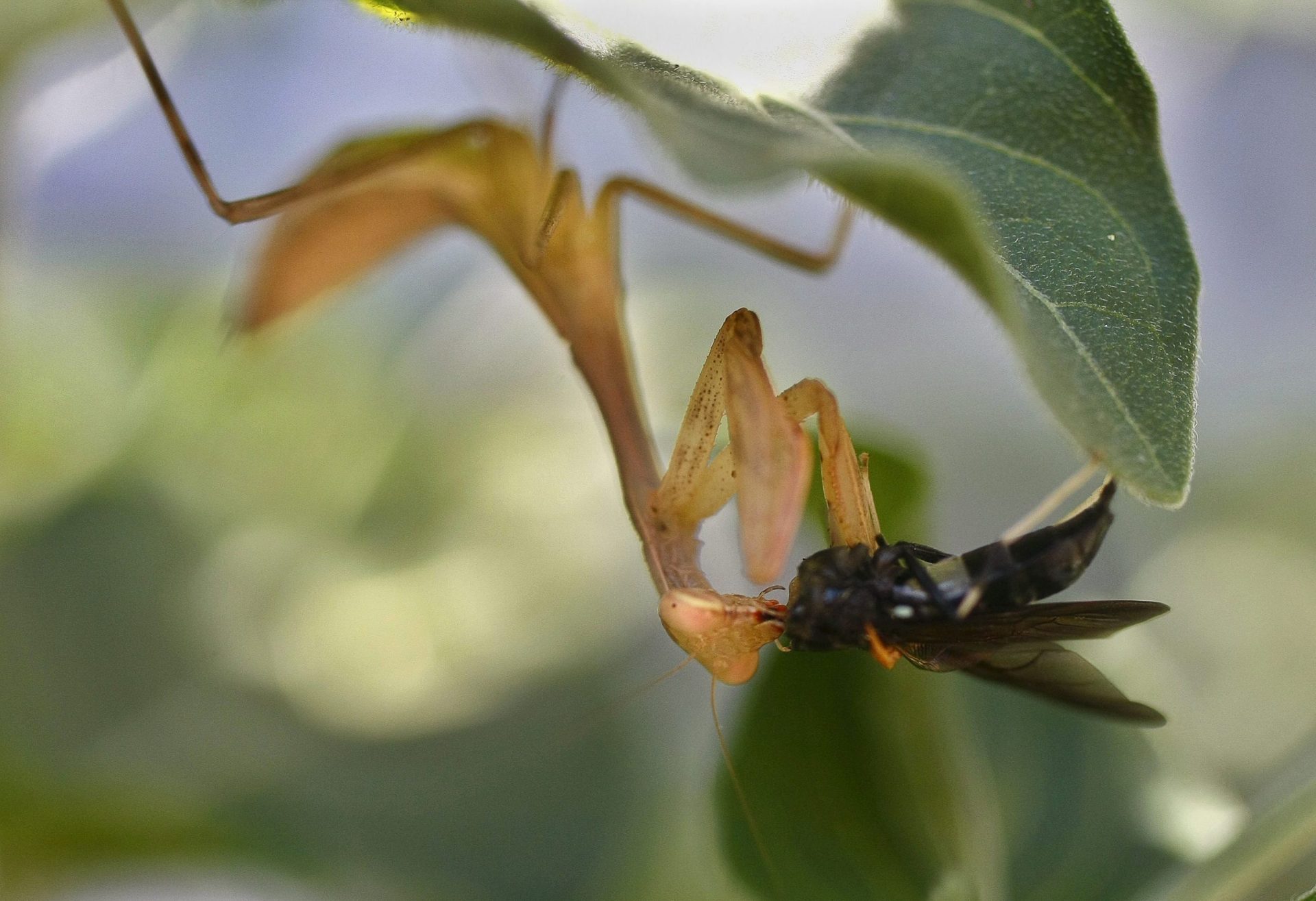 mantis religiosa comiéndose una mosca