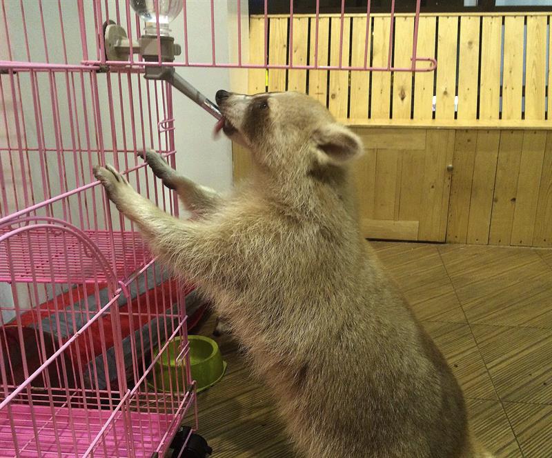 Un mapache bebe agua a través de un pitorro, en la cafetería "Little Fox Cafe", en Nonthaburi. 