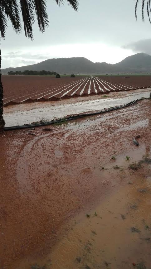 Las lluvias vierten al mar Menor pesticidas y plaguicidas de la agricultura y hasta aditivos para motores de aviación.