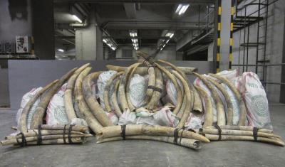 Imagen cedida por el gobierno de Hong Kong,  en la que aparecen 794 colmillos de elefantes africanos aprehendidos en la aduana de Hong Kong, cunado viajaban en un contenedor de un barco llegado desde Malasia. 