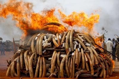 Quema de una enorme pila de colmillos de elefante incautados en una operación contra el tráfico ilegal de marfil, en Kenia, en julio de 2011.