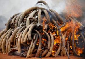 El mayor descenso de las muertes de elefantes fue en el Este de África, muy golpeada por la caza furtiva en la última década, revela CITES.