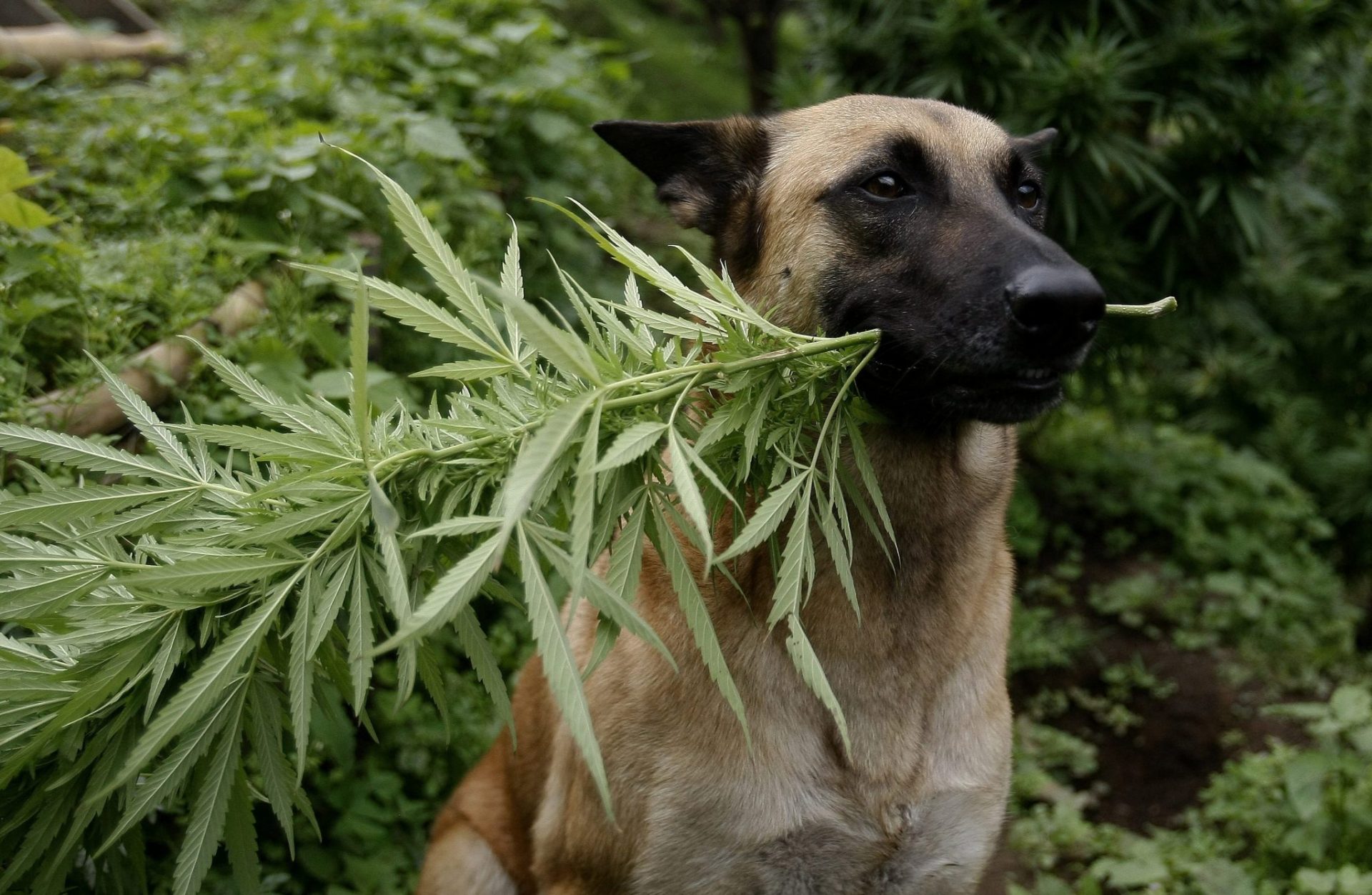 Cada vez más mascotas se tratan con marihuana medicinal en Colorado (EE.UU.)