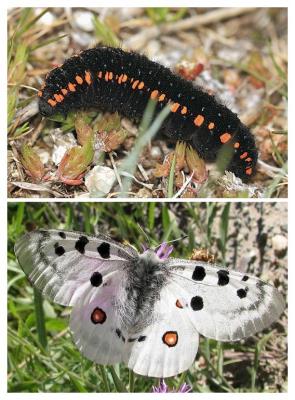 Ejemplar de mariposa Apolo