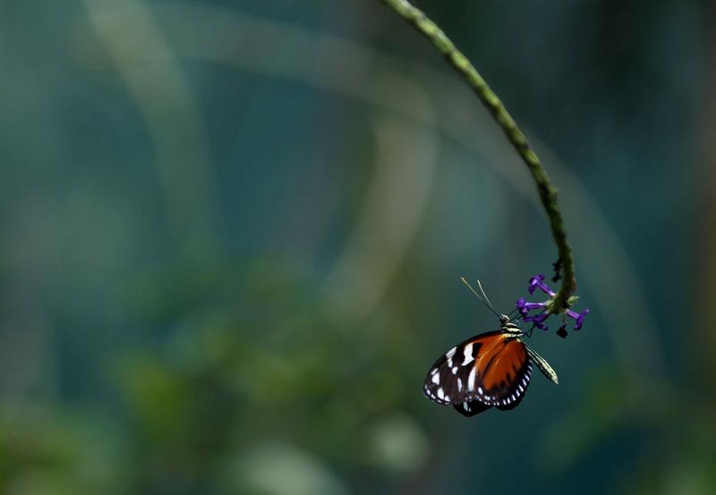 El Mariposario Metropolitano cuenta con 400 mariposas de una treintena de especies distintas. 