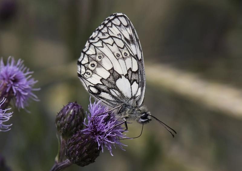 Ejemplar de la mariposa medioluto norteña (Melanargia galathea).