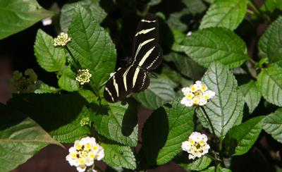 Mariposa sobre unas flores.