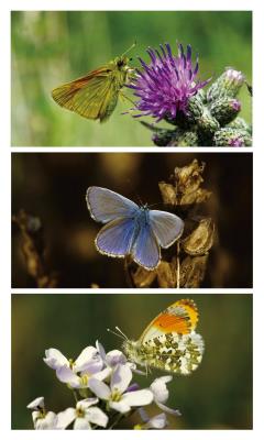 Combo de fotografías facilitado por Chris van Swaay, de las mariposas Lycaena phlaesas, Polyommatus icarus (mariposa azul común) y Anthocharis cardamines (mariposa aurora o musgosa), de arriba a abajo.