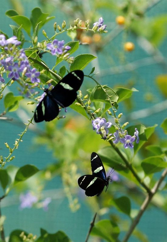 Aunque el nombre de Panamá significa en lengua indígena "abundancia de peces y mariposas", hasta hoy no existía en la capital ningún mariposario donde observar algunas de las más de 1.600 especies que habitan en el país. 
