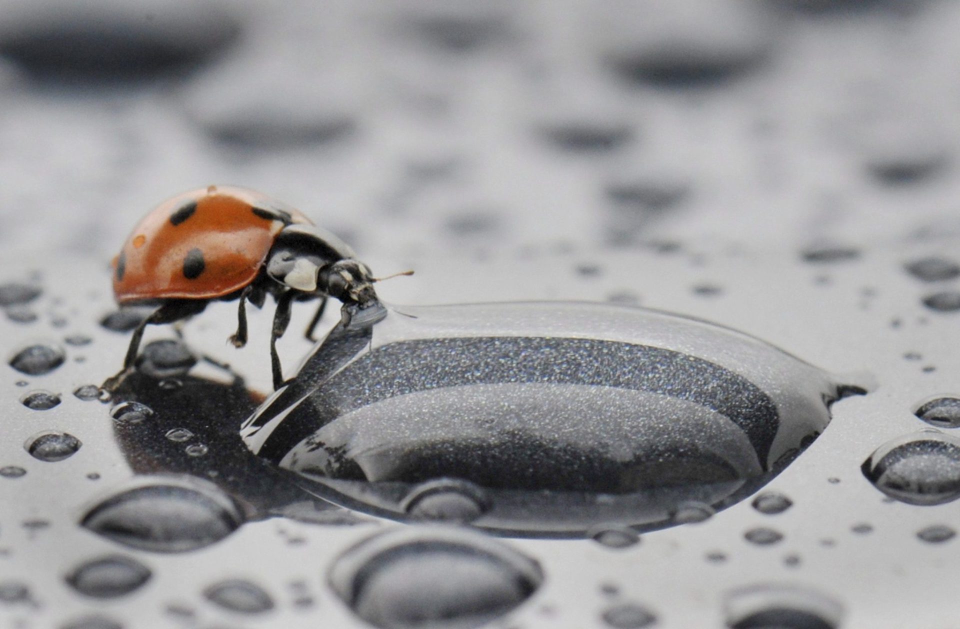 Una mariquita camina sobre una gota de lluvia cerca de Gelnhausen, Alemania