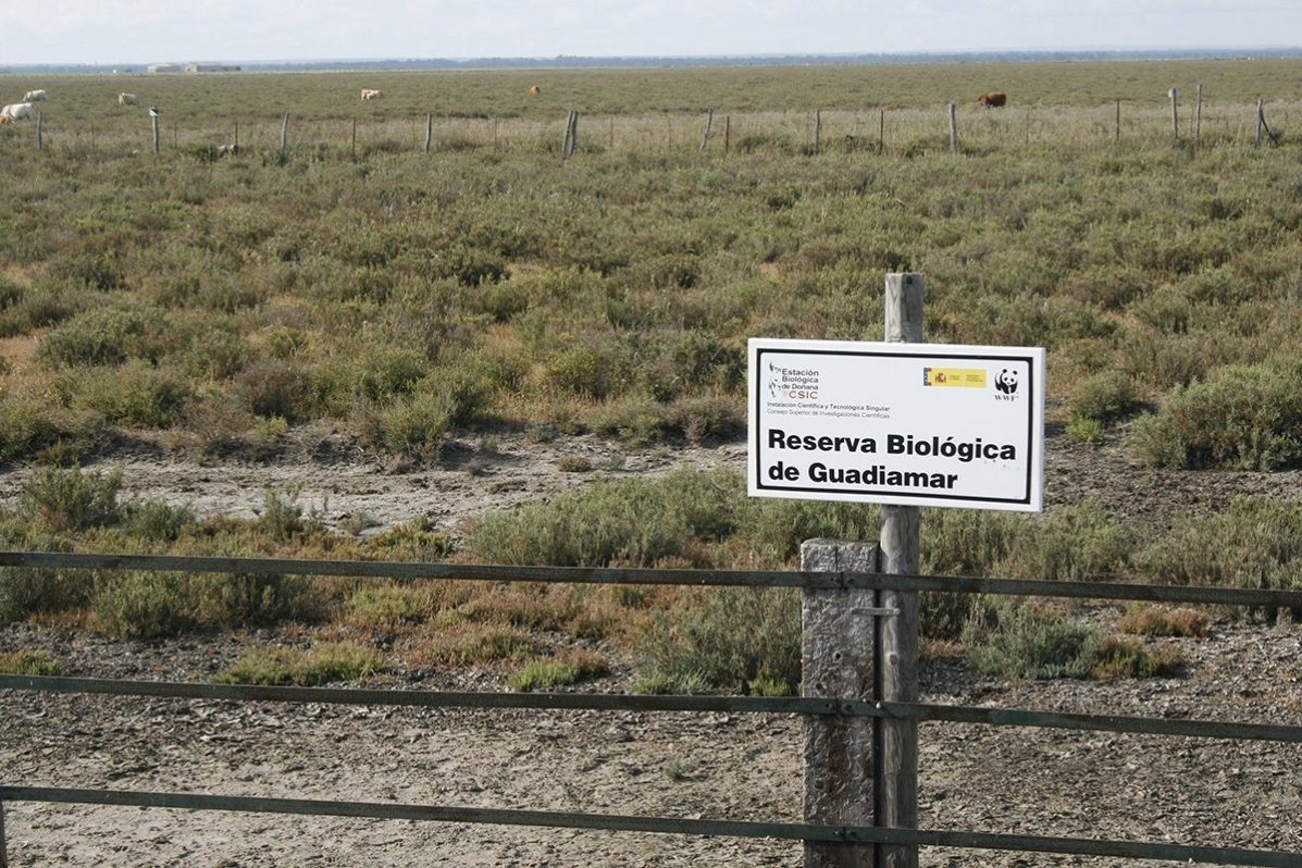 WWF ha alertado hoy de una gran mortandad de peces en el Guadiamar, afluente de Doñana.