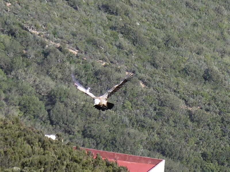 uno de los buitres sueltos en el Monte Musa, entre Tánger y Ceuta.