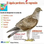 Infografía sobre el águila perdicera. Marta Martínez/Marina Segura