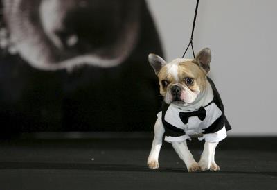 Un perro durante el desfile de ropa canina en una foto de archivo.