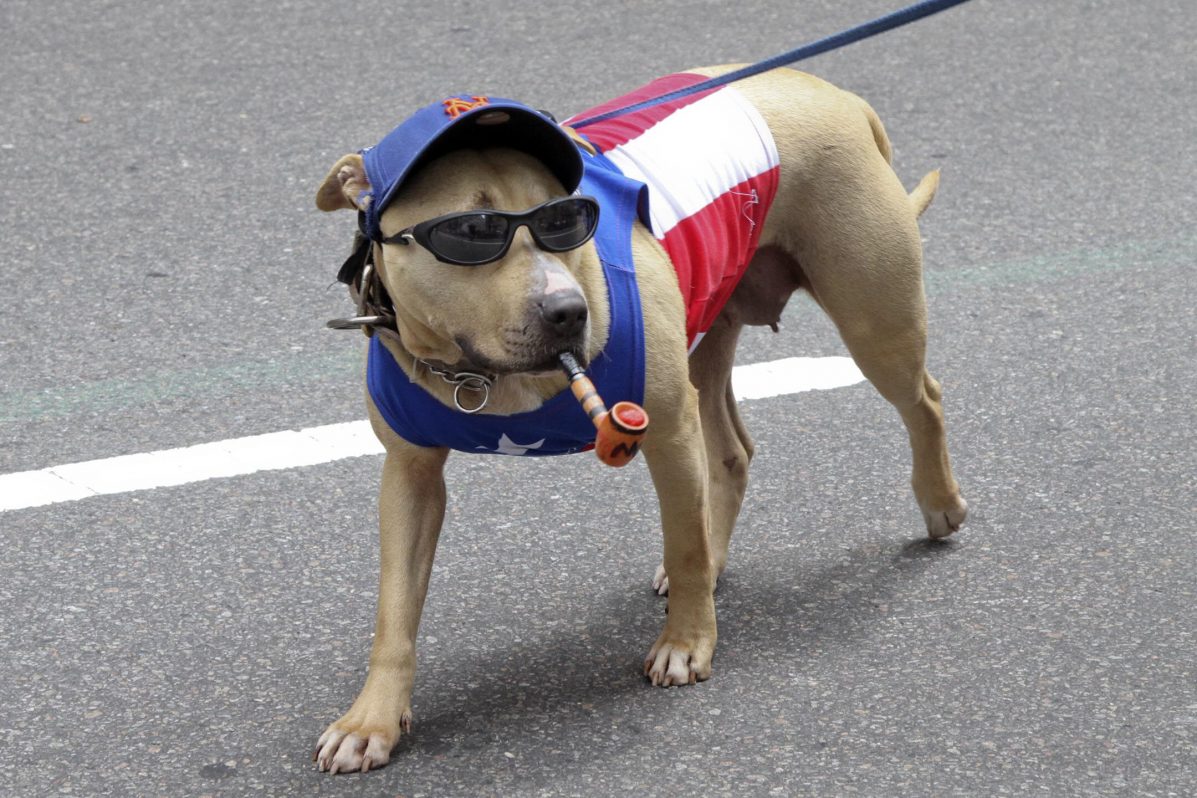 Nueva York permitirá que mascotas y sus dueños sean enterrados juntos en los cementerios.