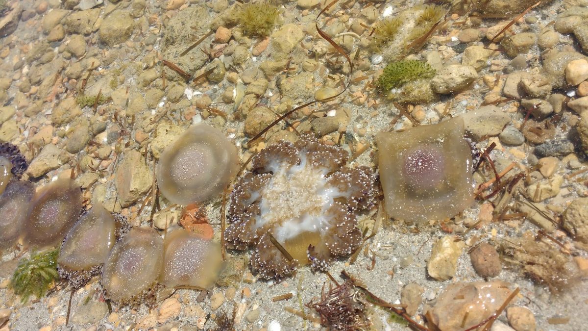 medusas Marta M. Calvache