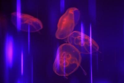 Medusas de color fluorescente en un acuario de la reserva de vida marina alemana de Koenigswinter