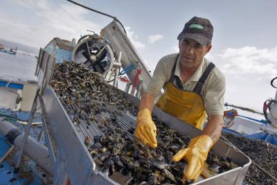 Un mejillonero descarga los ejemplares en el puerto de Xufre en la Illa de Arosa. EFE/SXENICK