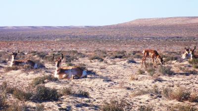 Berrendos en el desierto de El Vizcaíno, en el estado de Baja California.