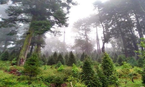 Imagen de la reforestación con árboles de navidad recuperados