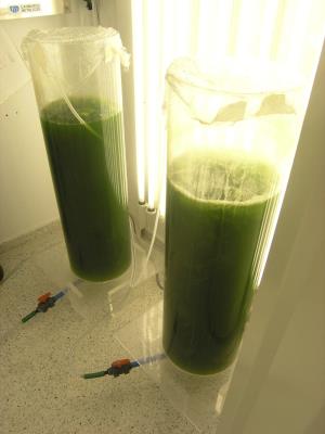 Tubos de investigación de microalgas. 