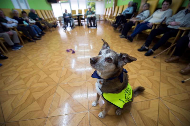 Miko, perro terapeuta
