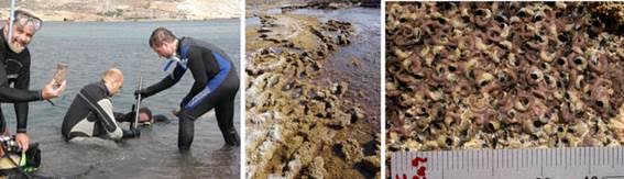 Descubren especie de molusco que pudo sobrevivir a desecación de Mediterráneo. Foto cedida por el CSIC