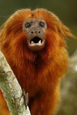 El mono es tan emblemático que su figura está estampada en el billete de 20 reales, la moneda brasileña. 