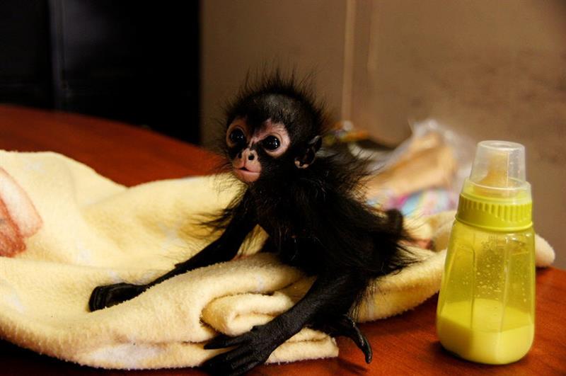 CIUDAD DE GUATEMALA (GUATEMALA), 14/04/2015.- Fotografía cedida de un mono araña bebé, de aproximadamente dos semanas de vida, recuperado de comerciantes ilegales hoy, martes 14 de abril de 2015, en Ciudad de Guatemala (Guatemala). El Consejo Nacional de Áreas Protegidas (CONAP) denunció hoy que unos comerciantes ilegales dejaron huérfano a un mono araña bebé que, por sus características propias en el bosque, para extraer a esta especie "es necesario asesinar" a la mamá y así arrebatarlo de sus brazos. EFE/Cortesía Consejo Nacional de Área Protegidas.
