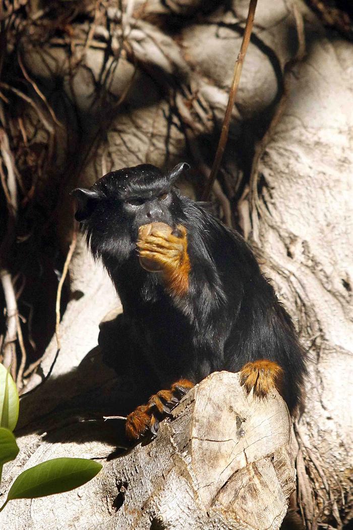 Uno de los dos monos tití que deambulan en un zoológico de Canarias