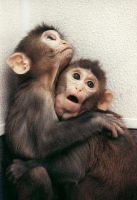Pareja de monos Rhesus, uno macho y otra hembra, nacidos el pasado mes de agosto, mediante clonación de células procedentes de embriones.